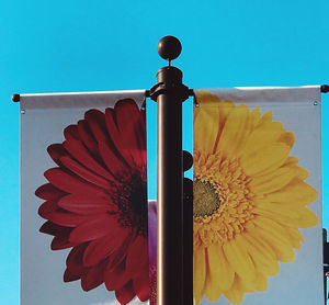 Close-up of red flower against blue sky