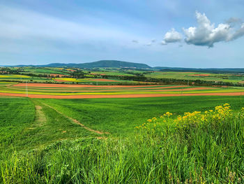 Scenic view of agricultural field against sky