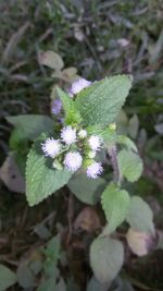 Close-up of honey bee on plant
