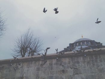 Low angle view of birds flying in sky