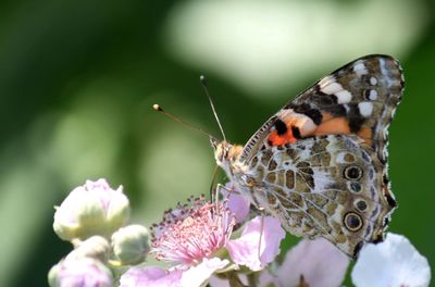 Close-up of butterfly pollinating on flower