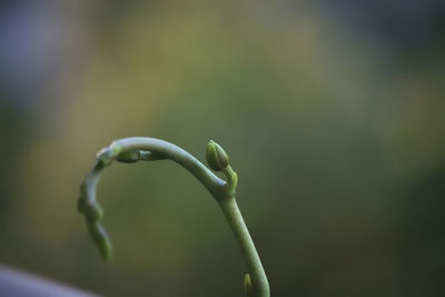 Close-up of fresh green plant