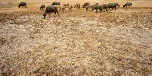 Flock of sheep on field