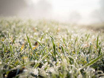 Close-up of grass growing on field