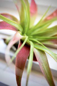 Close-up of fresh potted plant