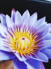 Close-up of purple flower