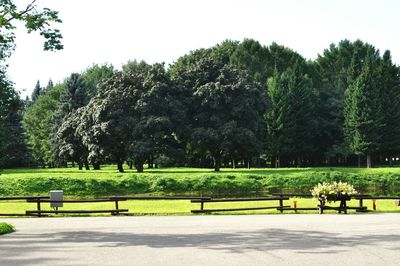 Trees in park