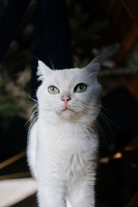 pet