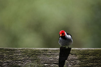 Close-up of bird perching on wood