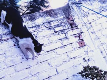 High angle view of a dog in snow