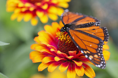 Close-up of butterfly pollinating on flower