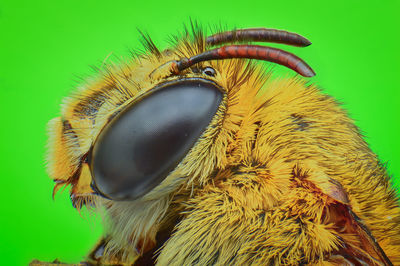 Macro shot of an insect over green background