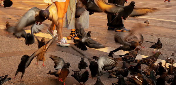 High angle view of pigeons on street