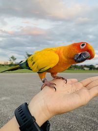 Close-up of hand holding bird