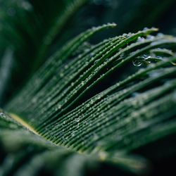 Close-up of raindrops on leaf