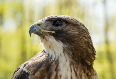 Close-up of red-tailed hawk looking away