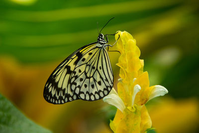 An amazing transparent paper kite butterfly perched on a beautiful yellow flower.