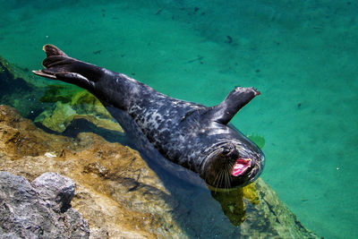 High angle view of sea lion swimming in sea