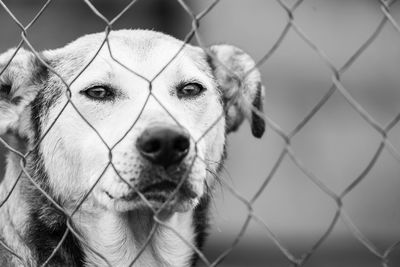 Portrait of dog seen through chainlink fence