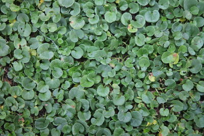 Full frame shot of plants