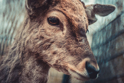 Close-up portrait of a horse