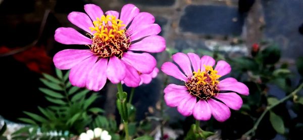 Close-up of pink cosmos flower