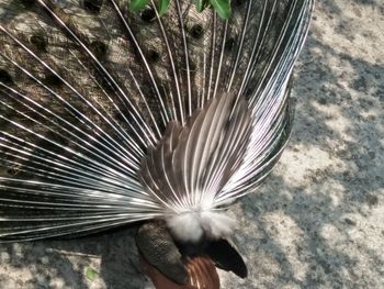 High angle view of hand holding feather