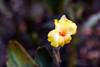 Close-up of yellow flower blooming outdoors