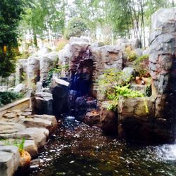 Waterfall amidst trees