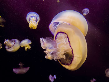 Close-up of jellyfish in sea