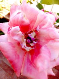 Close-up of pink flower