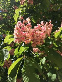 Close-up of pink flowers on tree