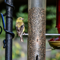 Close-up of bird perching on metal pole