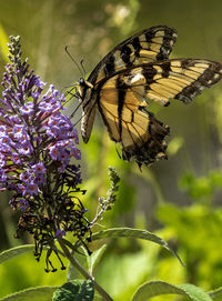 Close-up of butterfly pollinating on purple flower