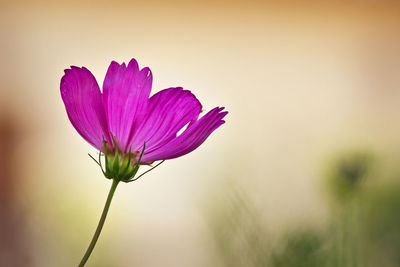 Close-up of pink flowering plant