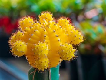 Close-up of yellow flowering plant in park