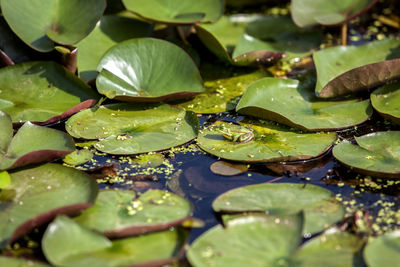 Close-up of leaves in pond