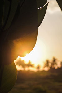 Close-up of silhouette plant against sky during sunset