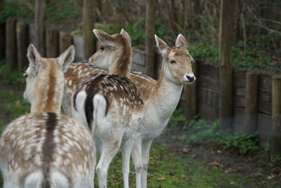 Deer standing in a field