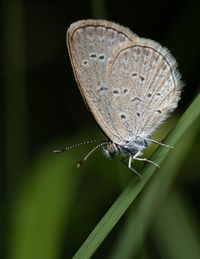 Close-up of butterfly