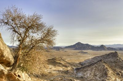 Bare tree by rocky mountains against sky