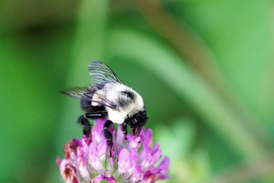 Close-up of honey bee pollinating on purple flower