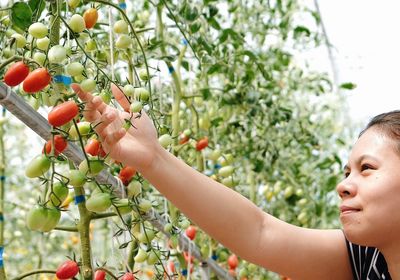 Young woman touching unripe tomatoes growing on plants at community garden