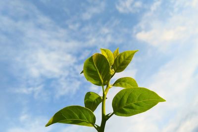 Low angle view of plant against sky