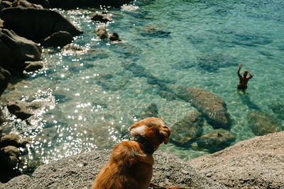 Dog on rock in sea