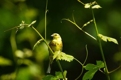 Bird perching on a plant