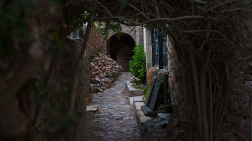 Footpath amidst plants in abandoned building