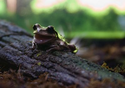 Close-up of frog on wood