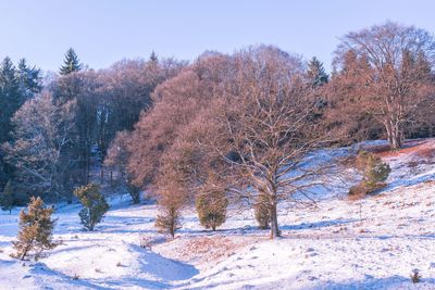 Trees on snow covered landscape against clear sky