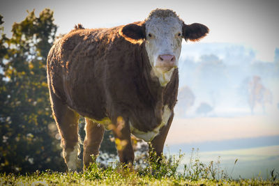 Portrait of cow standing on field